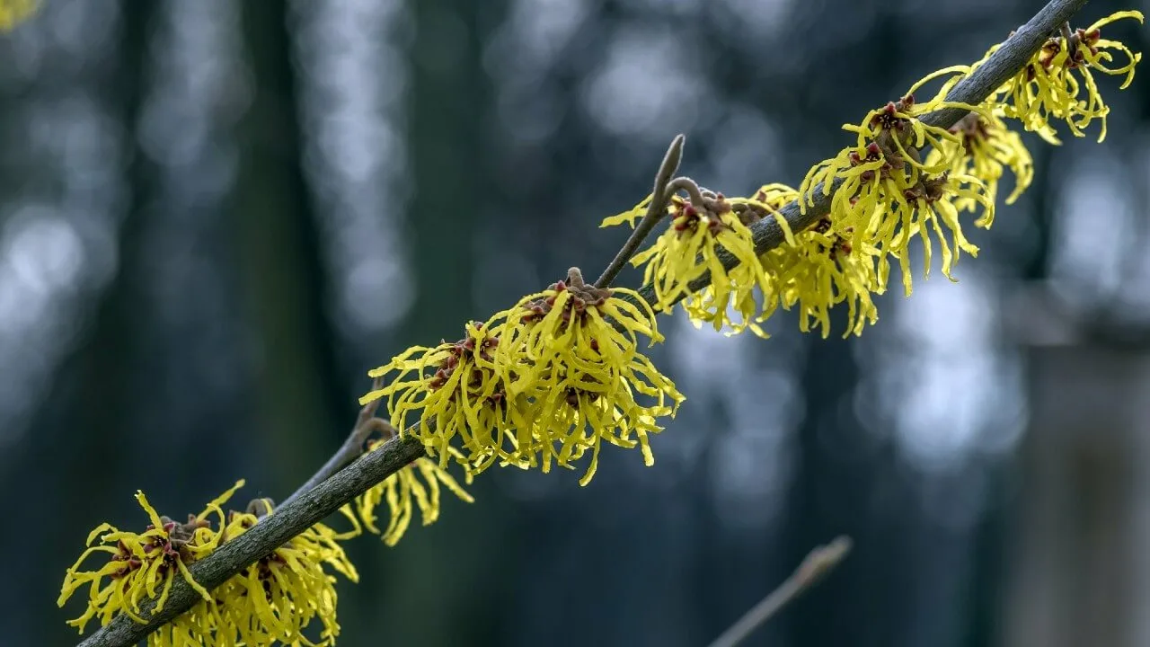 10 Amazing Witch Hazel Benefits For Your Skin