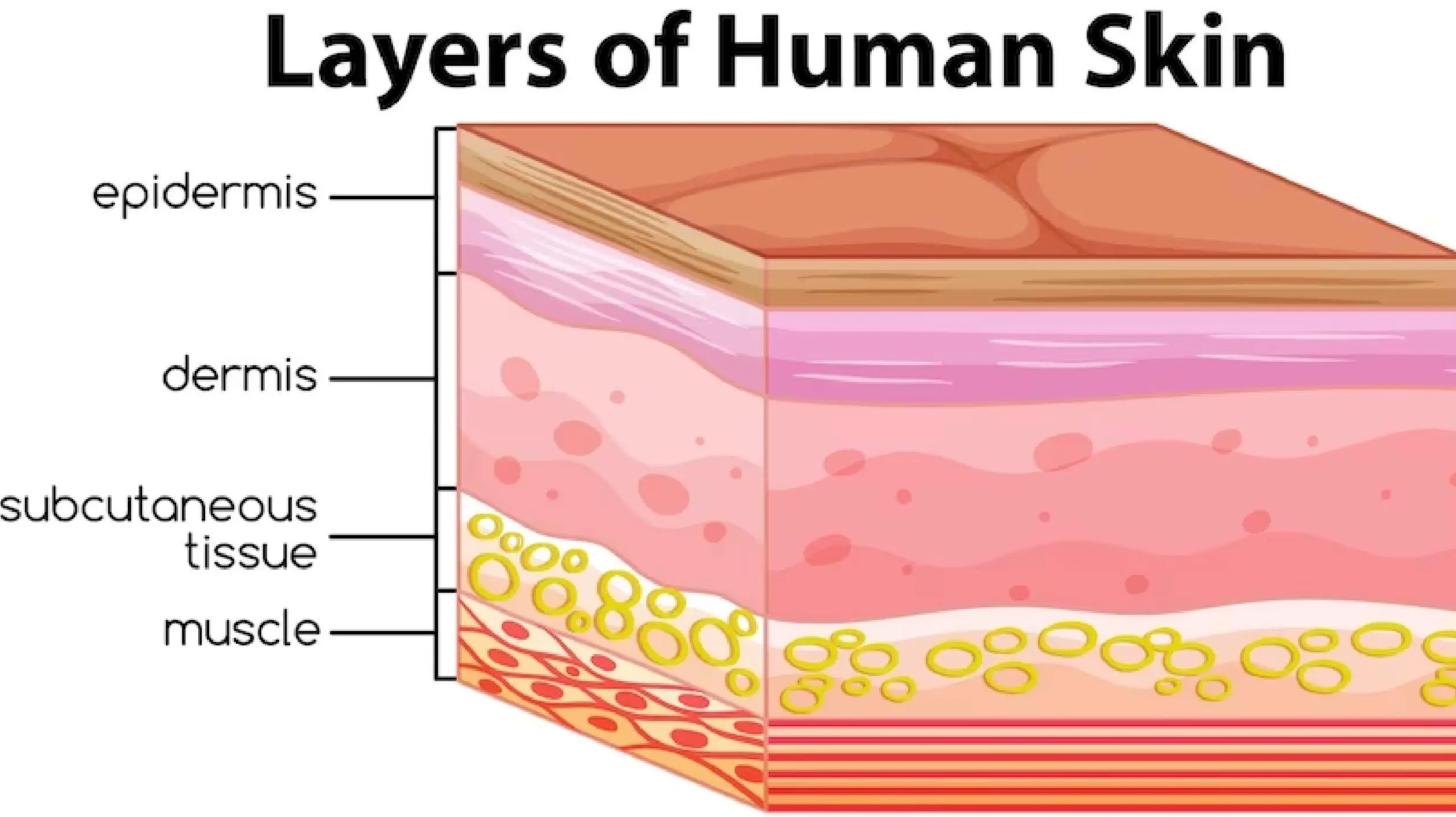 What Are The 7 Layers of Skin and their Functions